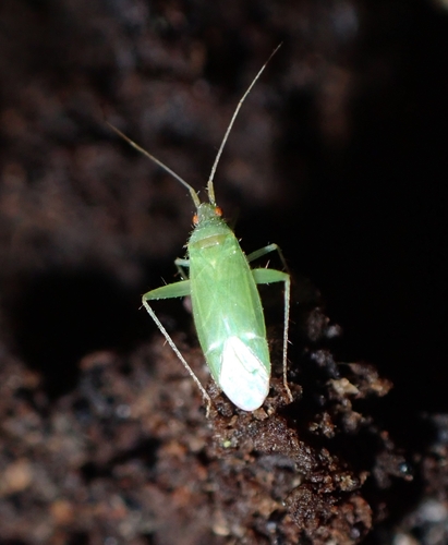 Canariocoris viburni