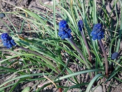 Muscari neglectum