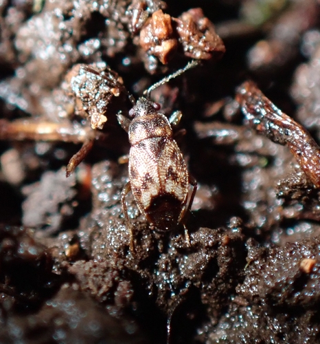 Stygnocoris barbieri