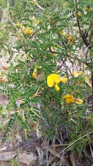 Adesmia miraflorensis