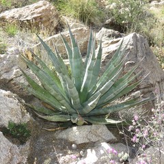 Agave palmeri