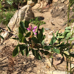 Indigofera cytisoides