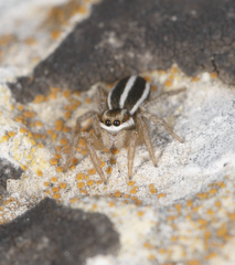 Phlegra bresnieri