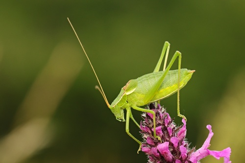 Bei-Bienko's Plump Bush-cricket