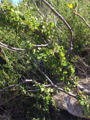 Cissampelos capensis