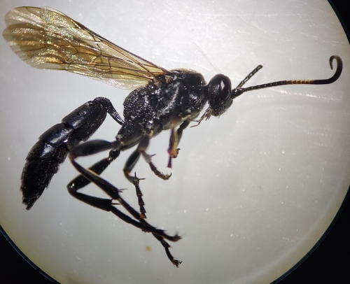 Ichneumon tuberculipes