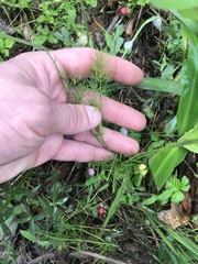 Ptilimnium capillaceum