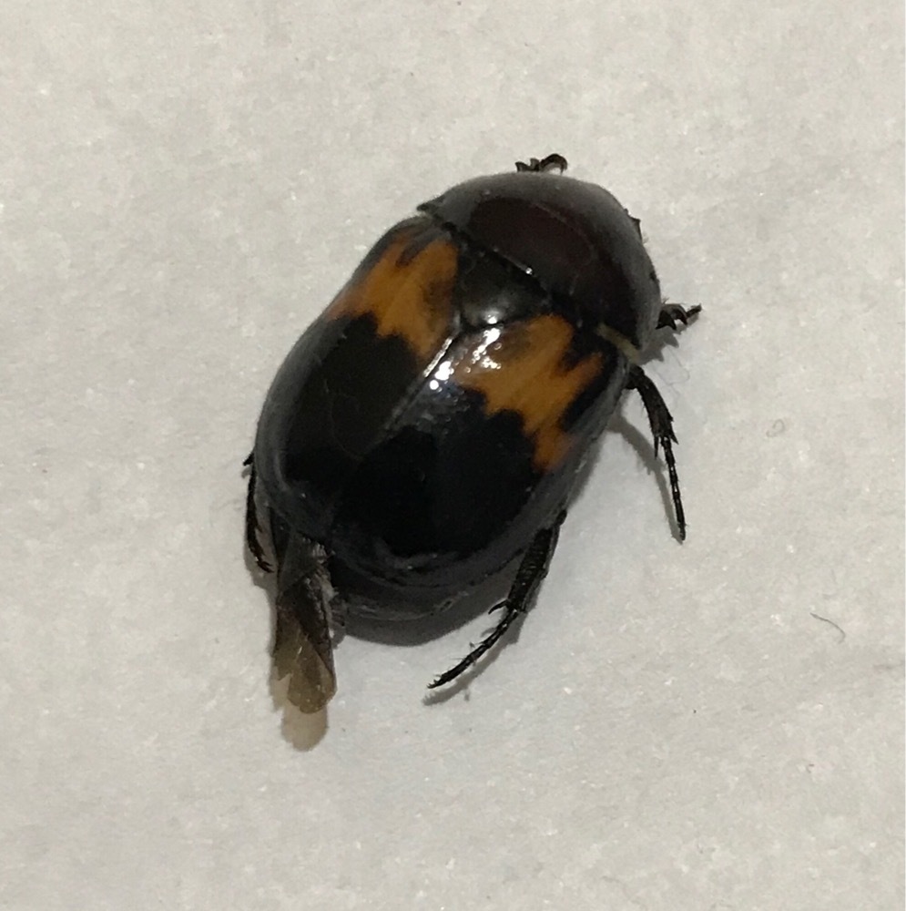 Parastasia basalis