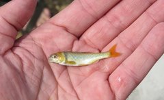 Cyprinella proserpina