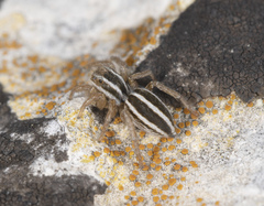 Phlegra bresnieri