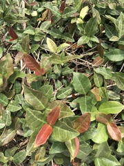 Trachelospermum