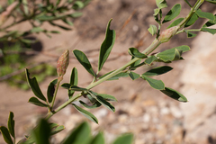 Indigofera cytisoides