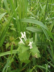 Lamium bifidum