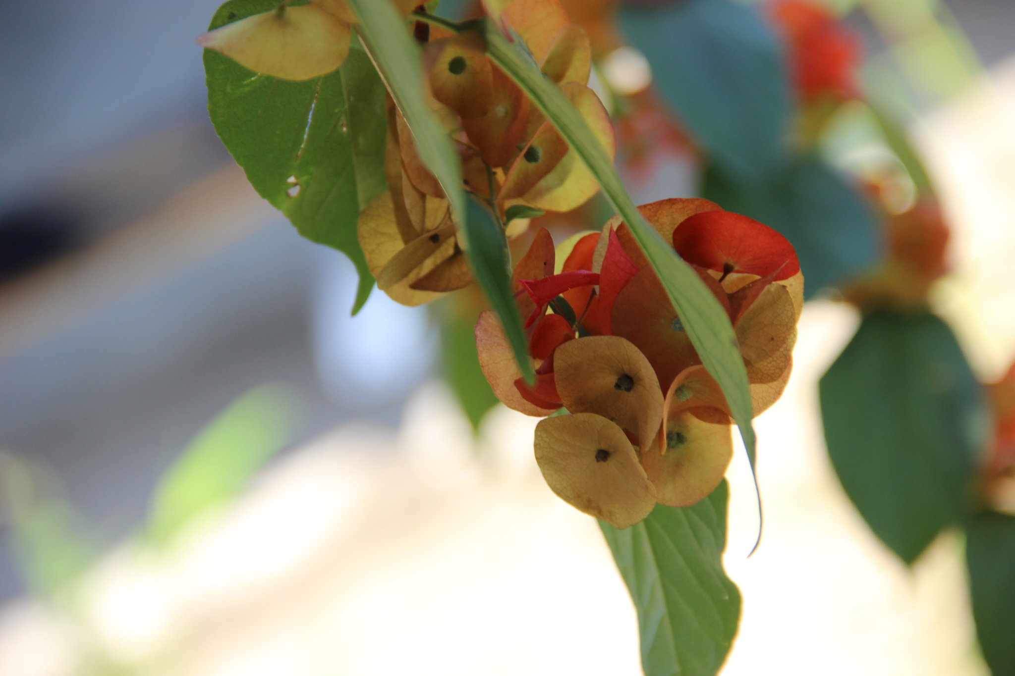 Holmskioldia sanguinea — ảnh 2