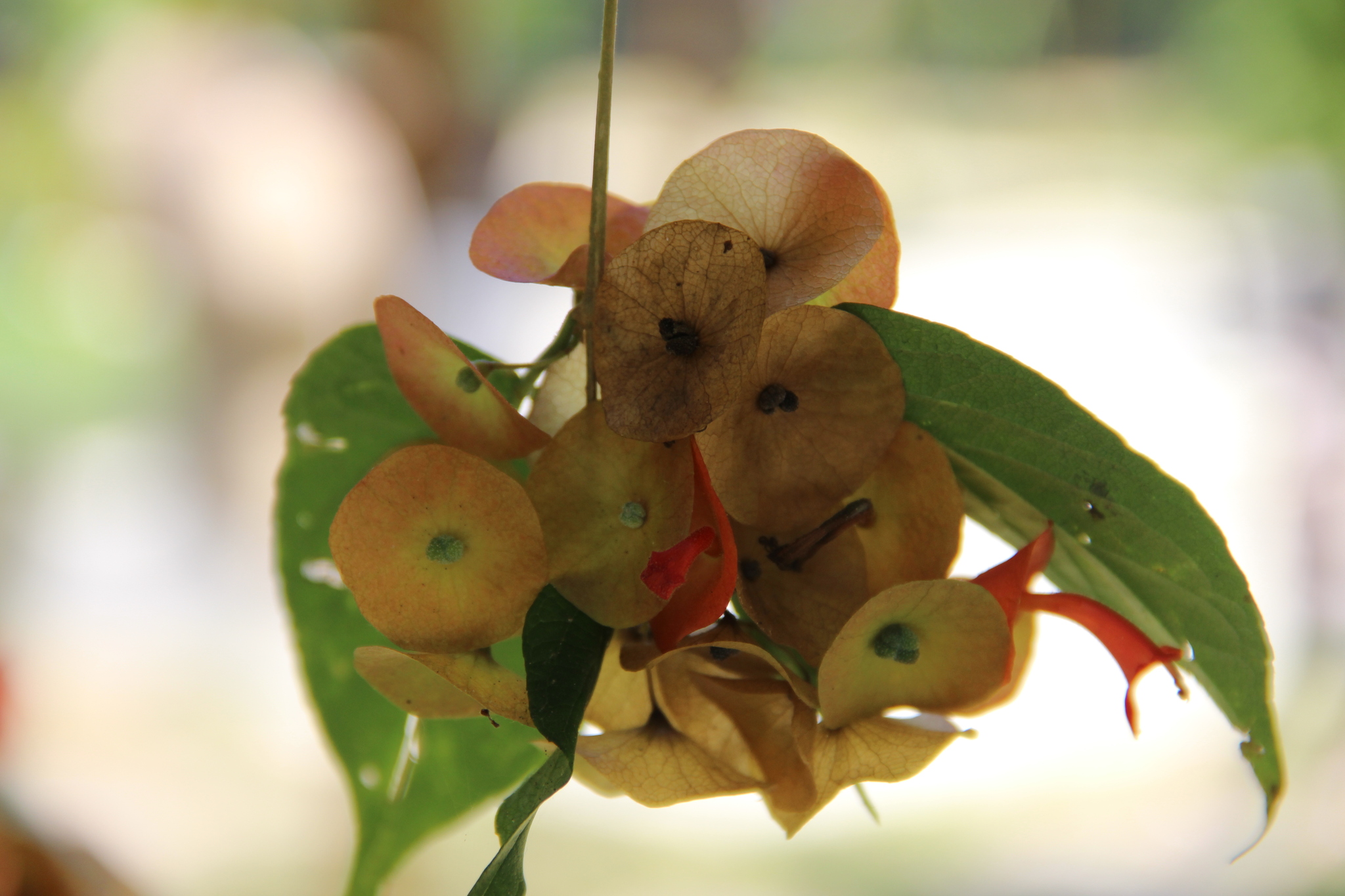 Holmskioldia sanguinea — ảnh 3