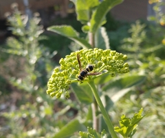 Euodynerus foraminatus