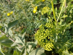 Euodynerus foraminatus