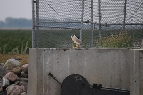 Black-crowned Night Heron photographed in North Dakota