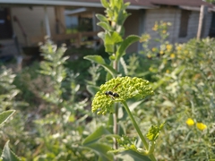 Euodynerus foraminatus