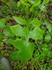 Lactuca floridana