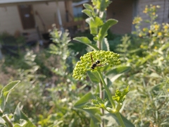 Euodynerus foraminatus