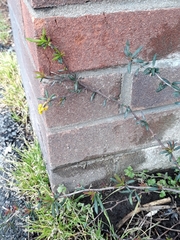 Berberis × stenophylla