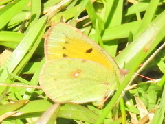 Colias electo electo