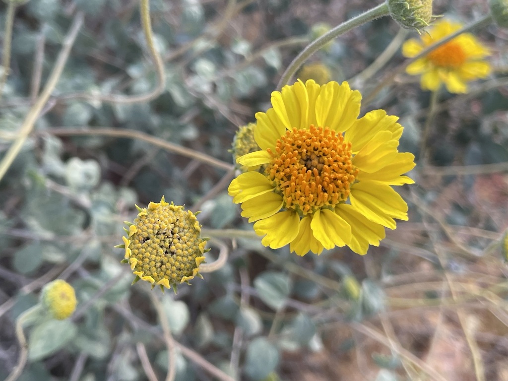 Virgin River Brittlebush from St. UT, USA on May 10, 2023 at 07