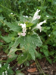 Lamium bifidum
