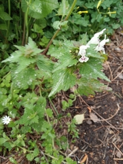 Lamium bifidum