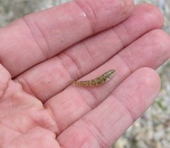 Etheostoma grahami