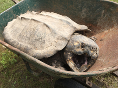 Macrochelys temminckii