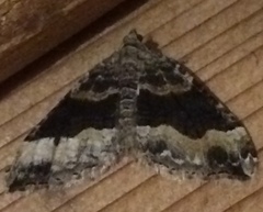 Xanthorhoe defensaria