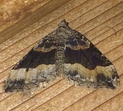 Xanthorhoe defensaria