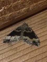 Xanthorhoe defensaria