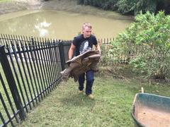 Macrochelys temminckii