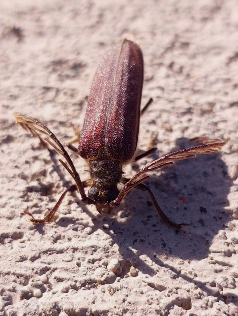 Microplophorus magellanicus