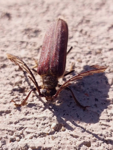 Microplophorus magellanicus