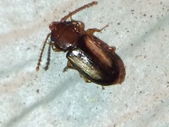 Laemophloeus terminalis