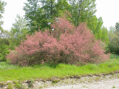 Tamarix parviflora