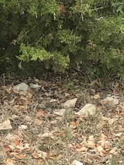 Aspidoscelis gularis