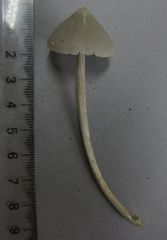 Entoloma canoconicum