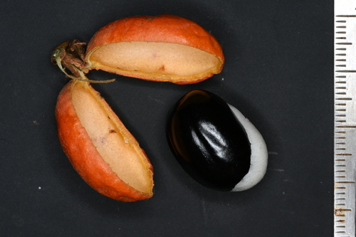Swartzia guianensis