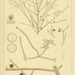 Sphacelaria cirrosa - Photo 
Kuckuck, Paul Ernst Hermann; Prussia.; Reinke, J.; Schütt, F., no known copyright restrictions (public domain)