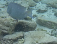 Acanthurus coeruleus