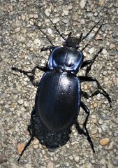 Carabus finitimus