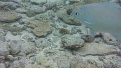 Kyphosus cinerascens