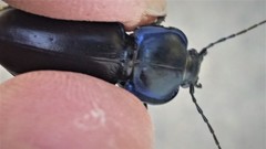 Carabus finitimus