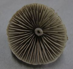 Entoloma canoconicum