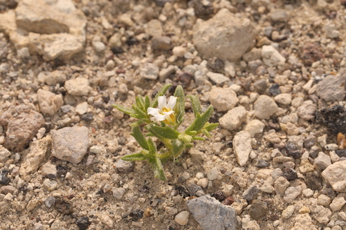 Image of Linanthus campanulatus by (c) Steve Matson, some rights reserved (CC BY)